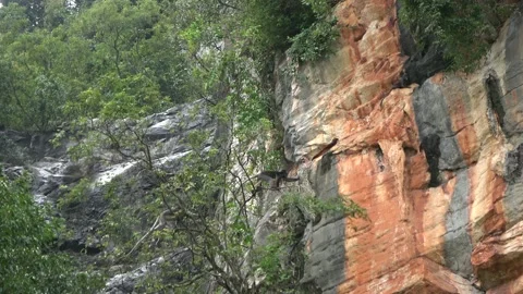 Dusky Langur, Malaysia Stock Footage 140553965