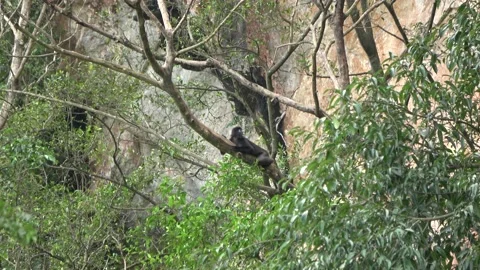 Dusky Langur, Malaysia Stock Footage 140553984