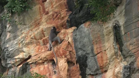 Dusky Langur, Malaysia Stock Footage 140554002