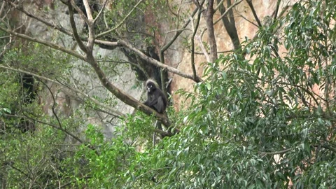 Dusky Langur, Malaysia Stock Footage 140554044