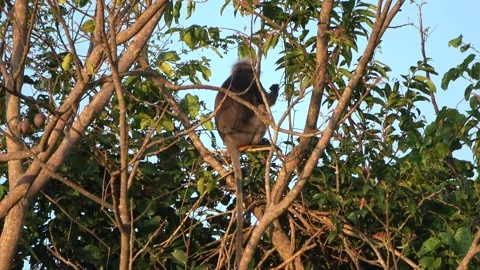 Dusky langur, Malaysia Stock Footage 287352005