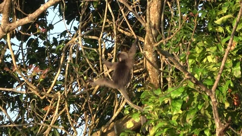 Dusky langur, Malaysia Stock Footage 287352343