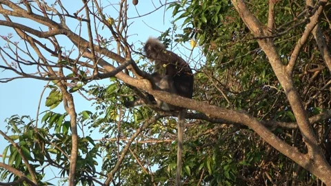 Dusky langur, Malaysia Stock Footage 287352559