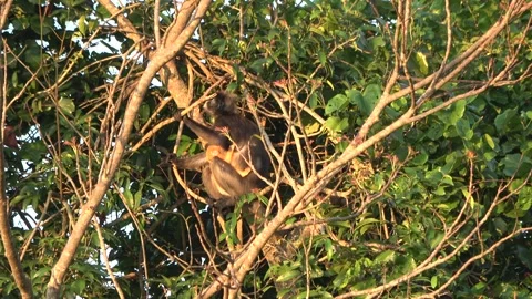 Dusky langur, Malaysia Stock Footage 287352922