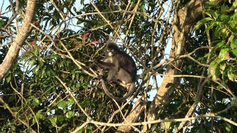 Dusky langur, Malaysia Stock Footage 287353935