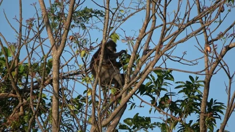 Dusky langur, Malaysia Stock Footage 287356299
