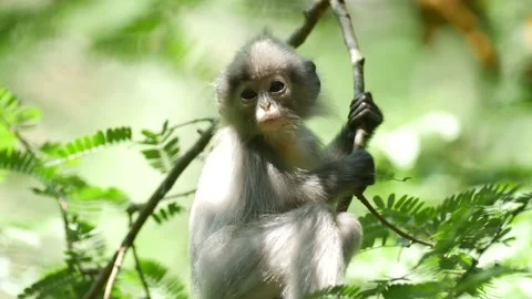 Dusky langur monkey baby in tree Video stock 130966452