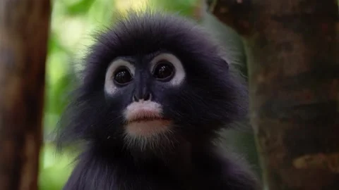 Dusky Langur Monkey Close-up Portrait in Khao Sok National Park Stock Footage 338082302