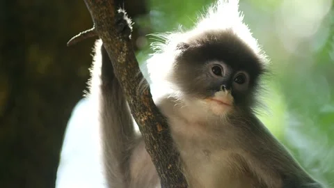 Dusky langur monkey crying in tree Stock Footage 130966300