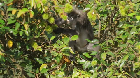 Dusky langur monkey exploring lush green foliage. Wildlife and nature Stock Footage 292818737