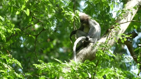 Dusky langur monkey grooming its tale Video stock 130966467