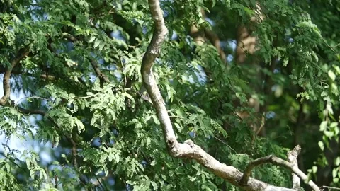 Dusky langur monkey jumping in trees slow Video stock 130966527