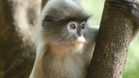 Dusky langur monkey looking around closeup Stock Footage 130966545