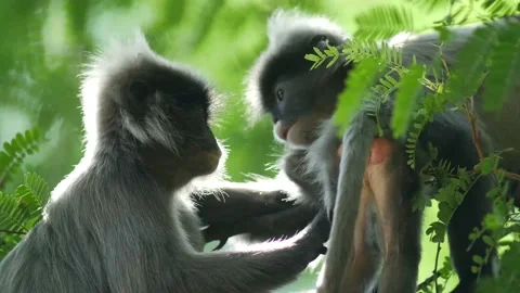 Dusky langur monkey playing and grooming Stock Footage 130966413