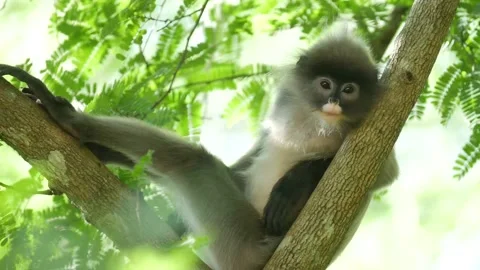 Dusky langur monkey resting in tree Stock Footage 130966329