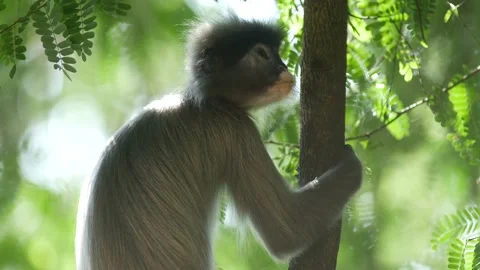Dusky langur monkey sitting in tree Stock Footage 130966256
