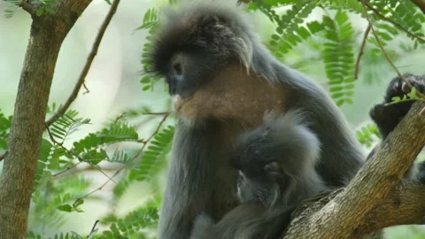 Dusky langur monkey with two babies Stock Footage 130966554