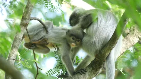 Dusky langur monkeys grooming in tree Stock Footage 130966276