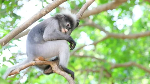Dusky Langur or Spectacled Langur with scientific name is Trachypithecus o Stock Footage 153390735