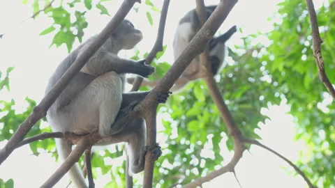 Dusky Langur or Spectacled Langur with scientific name is Trachypithecus Stock-Footage 153391601