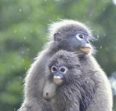 Dusky langur Stock Photos