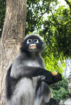 Dusky langur Stock Photos