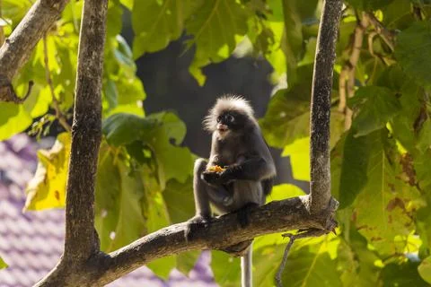 Dusky Langur sitting on a tree branch in the forest. Stock Photos