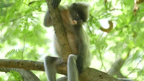 Dusky langur sleeping in tree Stock Footage 130966254
