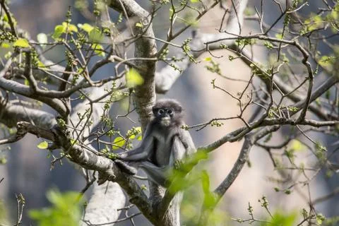 Dusky Langur (Trachypithecus obscurus) Stock Photos