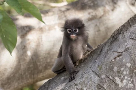 Dusky Langur (Trachypithecus obscurus) Stock Photos