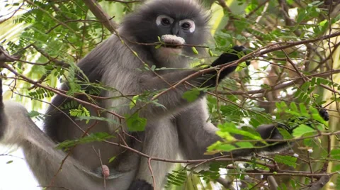 Dusky Langur wild monkeys colony. Thailand Stock Footage 34634428