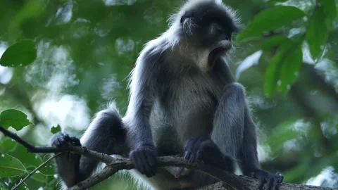 Dusky langur yawning in tree Stock Footage 130966469