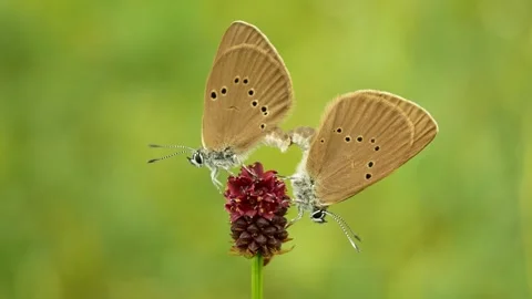 Dusky large blue mating Phengaris nausithous maculinea nausithous butterflies Stock Footage 339497168