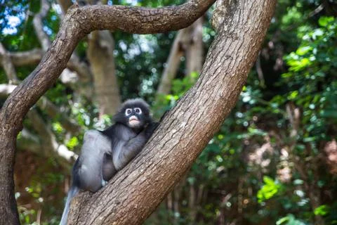 Dusky leaf, Dusky langur, Spectacled langur or Trachypithecus obscurus monkey Stock Photos