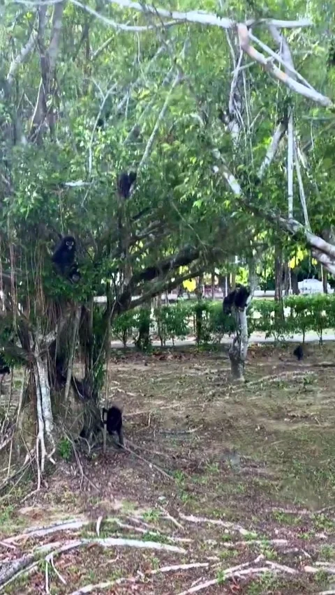 Dusky leaf langurs climbing and resting on trees in Langkawi, Malaysia Stock Footage 311084860