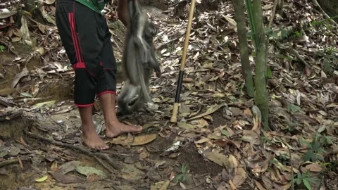 Dusky Leaf Money, Malaysia Stock Footage 165194553