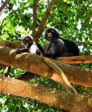Dusky leaf monkey and infant Stock Photos
