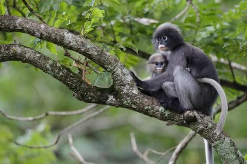 Dusky leaf monkey and young dusky leaf monkey Stock Photos