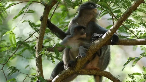 Dusky leaf monkey-baby looking around Stock Footage 130124694
