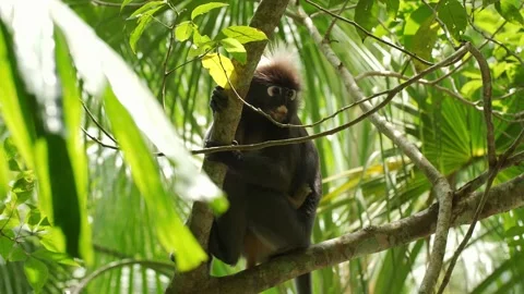 Dusky Leaf Monkey with Baby Looking Around in Canopy Stock Footage 345023861
