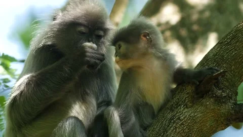 Dusky leaf monkey-baby needs food from mother Stock Footage 130182965