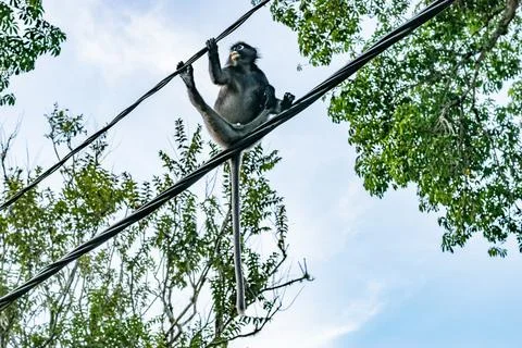 Dusky leaf monkey balancing on electrical wires in penang, malaysia Stock Photos