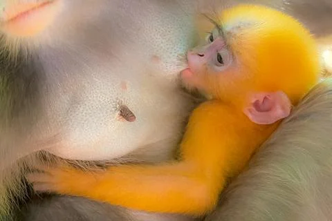 DUSKY LEAF MONKEY BREASTFEEDS HER OFFSPRING. Stock Photos