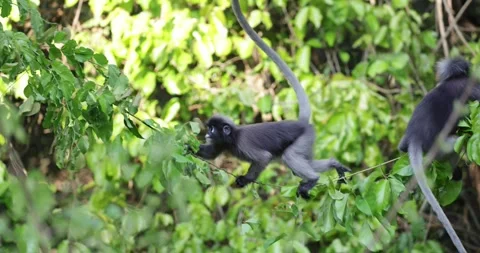 Dusky Leaf Monkey climb in tree in rainforest close up Stock Footage 331726588