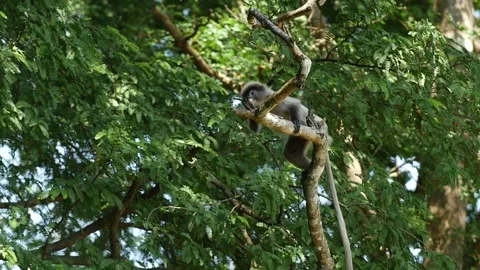 Dusky leaf monkey-climbing-jumping-slow Video stock 130187923