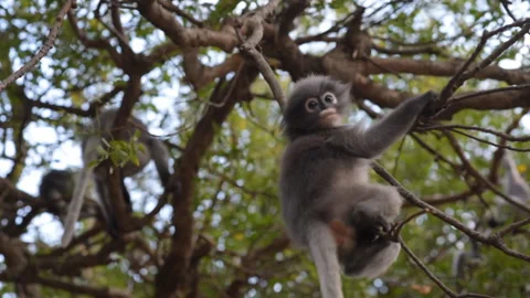 Dusky leaf monkey climbs on tree. Thailand wildlife Vídeos de archivo 88195782