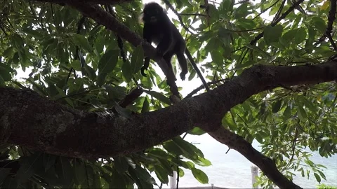 Dusky leaf monkey coming close to look at the camera on the baccaurea fruit tree Stock Footage 156233113
