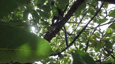 Dusky leaf monkey coming close to look at the camera on the baccaurea fruit tree Stock Footage 156233191