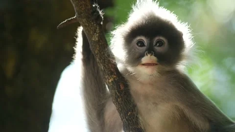 Dusky leaf monkey-CU-calling Video stock 130188049