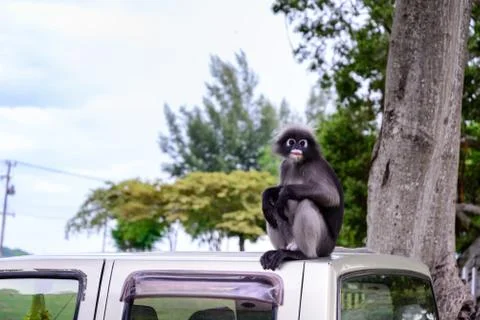 Dusky leaf monkey, Dusky langur, Spectacled langur. Stock Photos